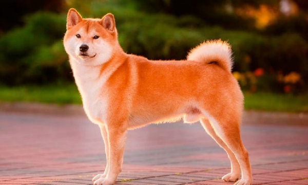 Shiba Inu (SHIB) потеряла критическую поддержку